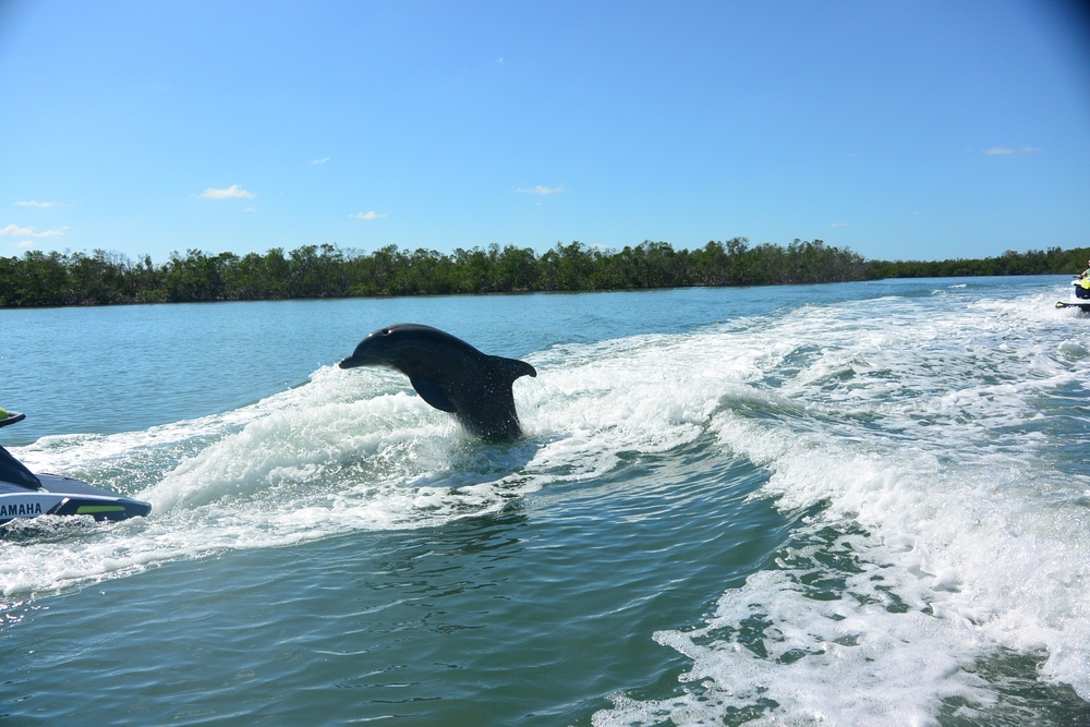 Dolphins,Captured,While,Jet,Skiing.,So,Exciting!