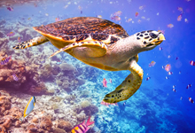 underwater view of sea turtle swimming