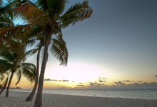 palm trees on the beach